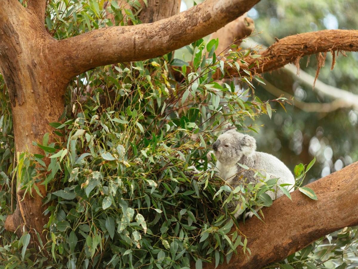 Wildlife Retreat At Taronga Hotel Sydney Exterior photo